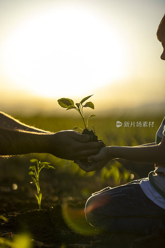 人锄着土，手栽着绿苗