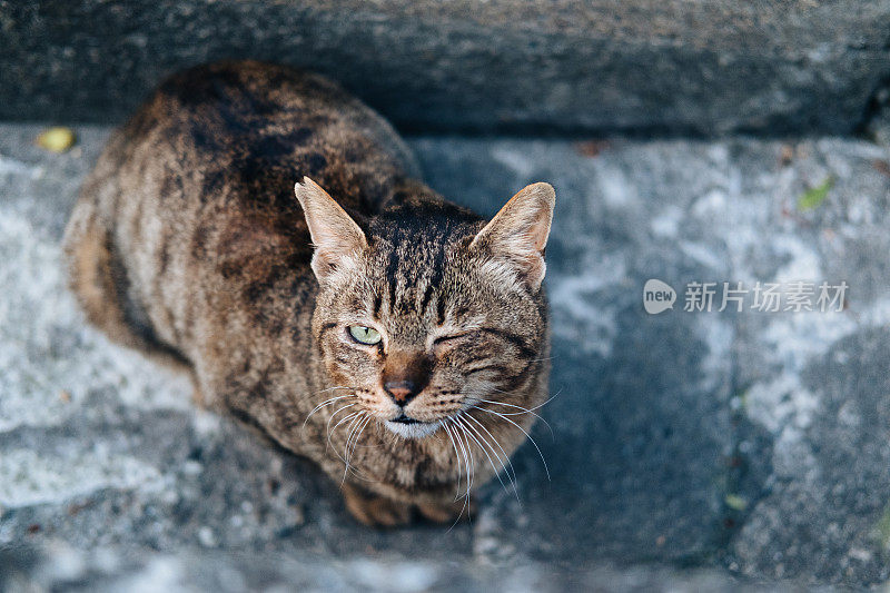 一只虎斑猫在水沟里的图像