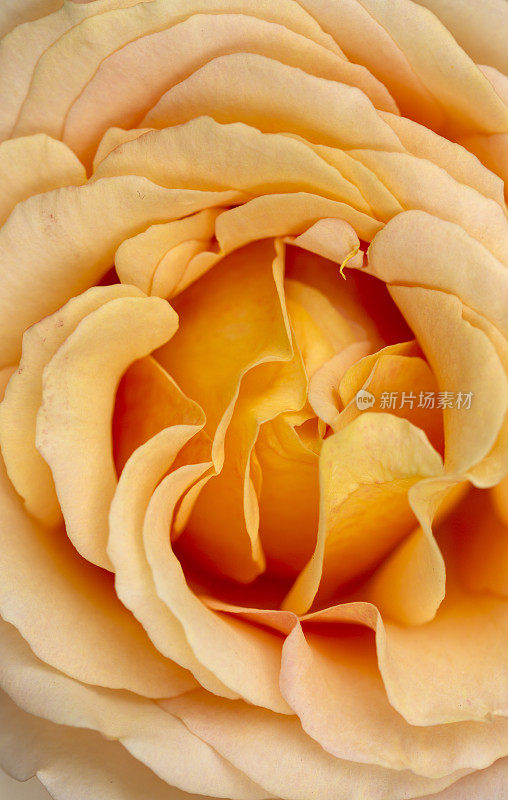 美丽的黄玫瑰花瓣细节