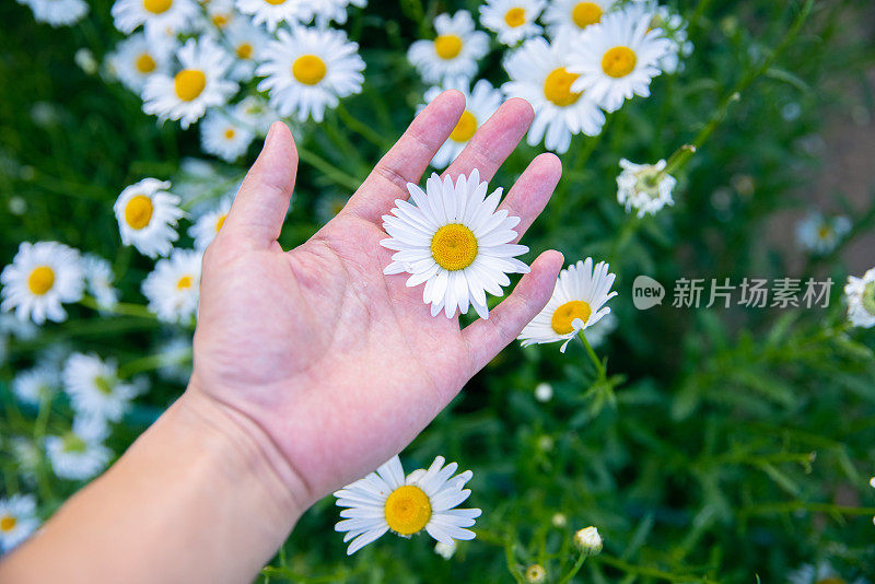 女人的手触摸白花在夕阳