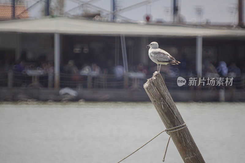 栖息在木头上的海鸥