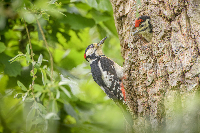 春天，伟大的斑点啄木鸟在树上的洞里喂养一只小鸡