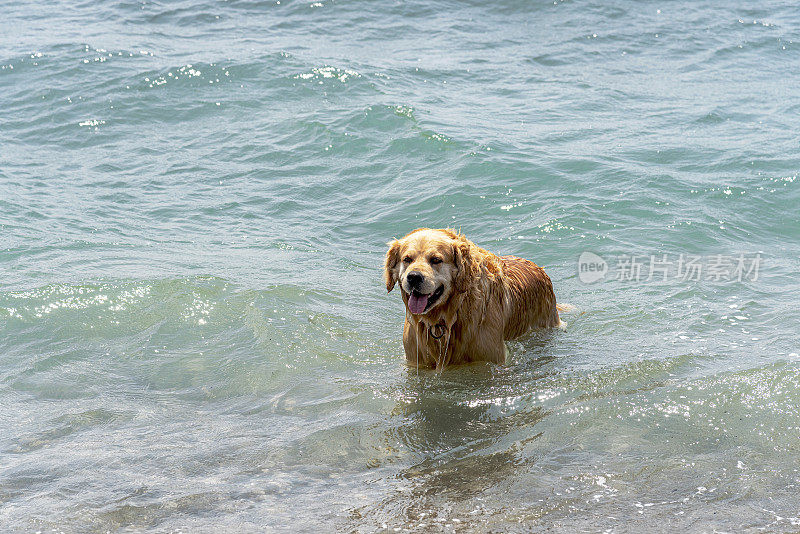 可爱的雄性金毛猎犬在海里游泳