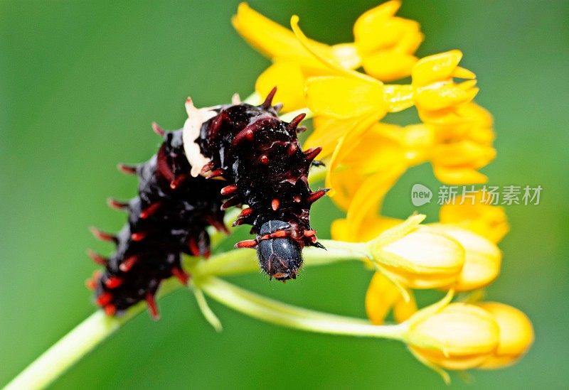 毛毛虫爬黄花枝-动物行为。