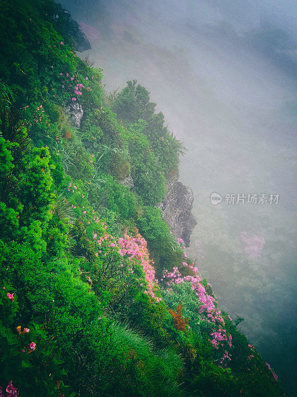 汉拿山国立公园的春天杜鹃花