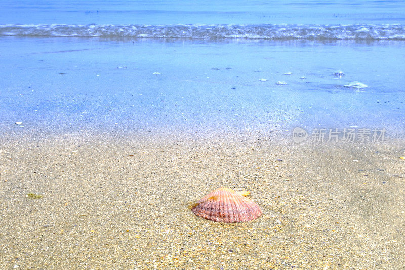 法国布列塔尼沿海滩涂上的扇贝或圣雅克贝壳