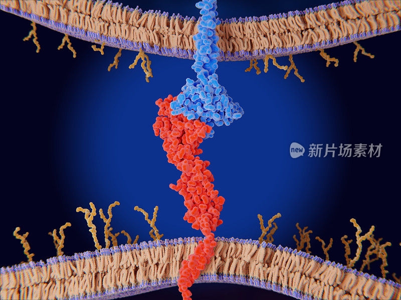免疫检查点:癌细胞表面的PD-L1(红色)和t细胞上的免疫检查点PD-1(蓝色)之间的相互作用抑制t细胞杀死肿瘤细胞。