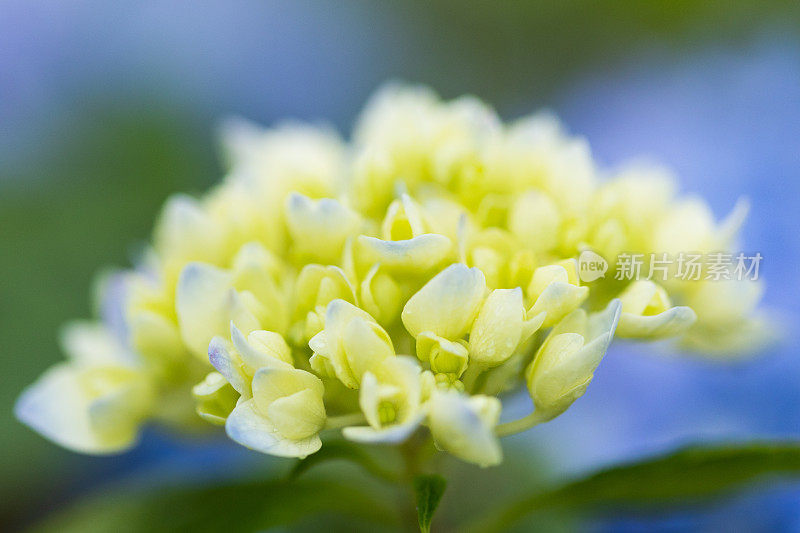 绣球花的特写细节