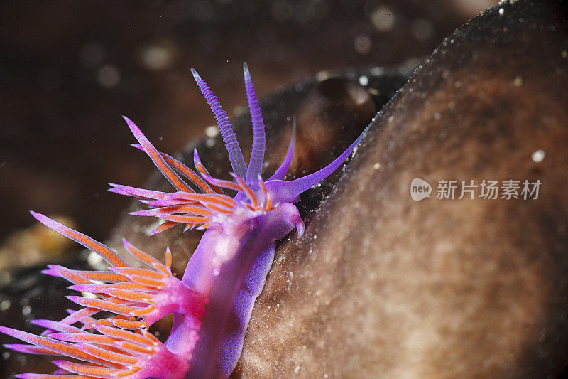 海洋生物裸鳃海蛞蝓水下美女水肺潜水员的观点