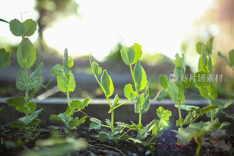 甜豌豆幼苗作为蔬菜植物生长在当地社区花园，公园的花园箱土在春夏