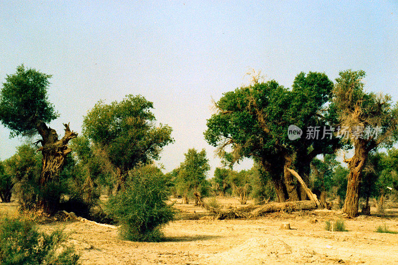 新疆塔克拉玛干沙漠边缘的多叶胡杨