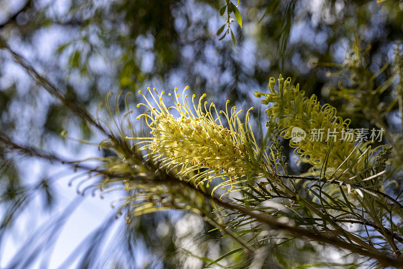 白色格蕾梅月光花，自然背景与复制空间