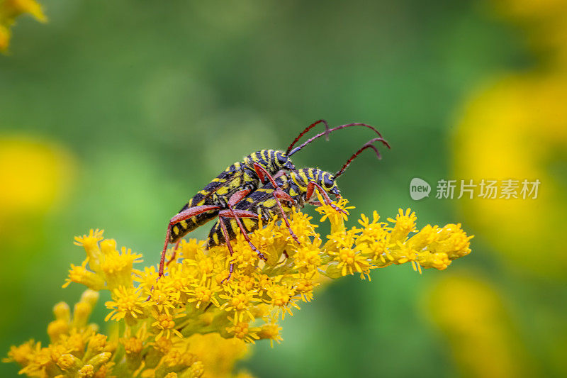 蝗虫，（大环蝗虫科），刺蟉虫，鞘翅目，蝗虫科。