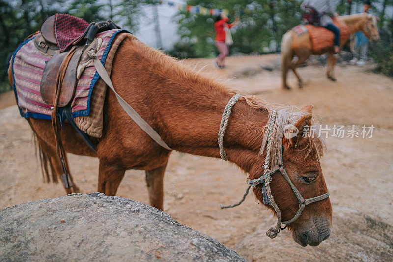 马和骡的交通方式到Taktsang寺，不丹