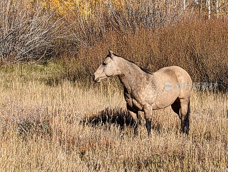 深秋，在犹他州锡安国家公园附近的Kolob水库上，金色白杨林中的高山牧场和马