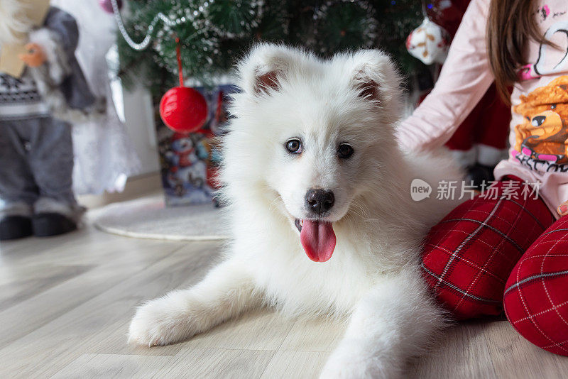 一只毛茸茸的萨摩犬和一个女孩在家里