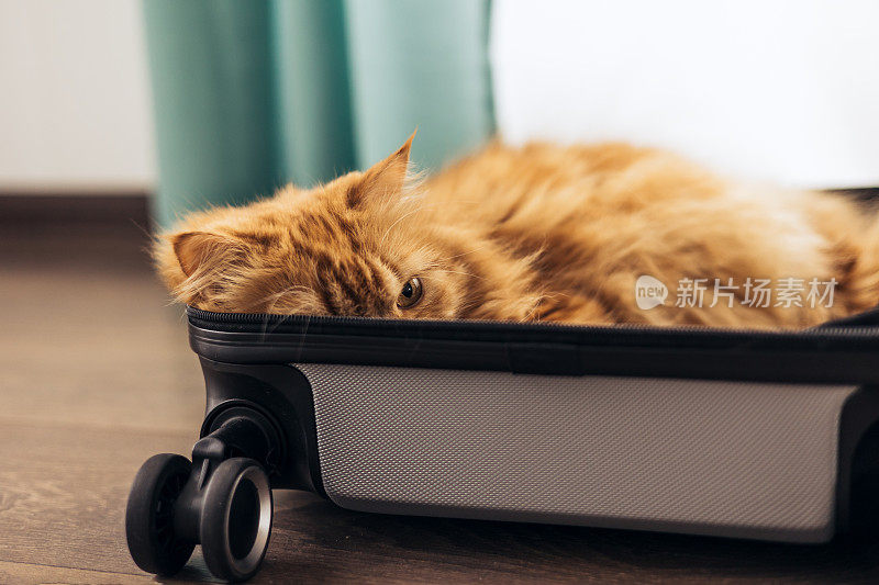 家红猫坐在旅行箱或包里，等待旅行。猫躺在行李里