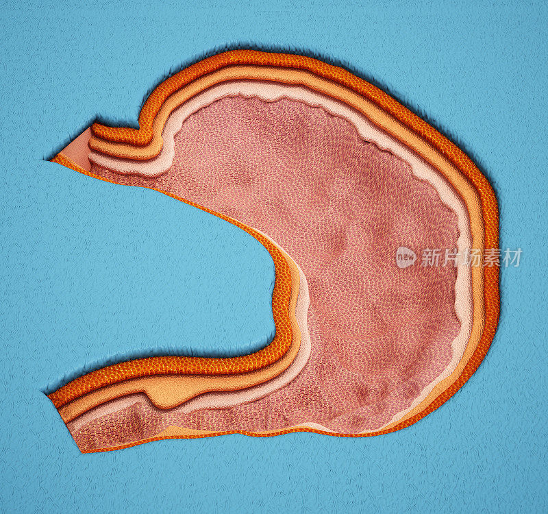 人体胃结构的3D插图