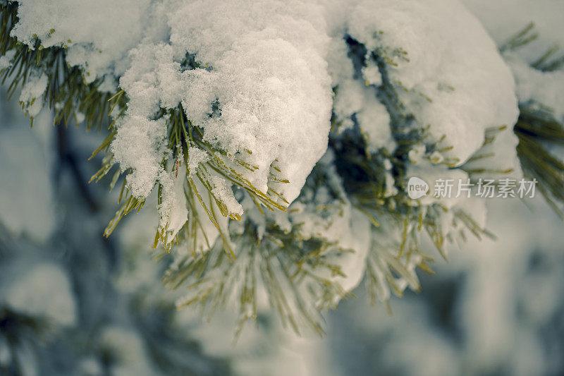 白雪覆盖的松树树枝