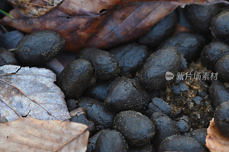 驼鹿的粪便特写