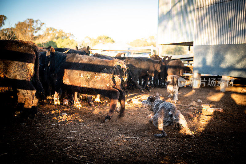 工作中的澳大利亚牧牛犬
