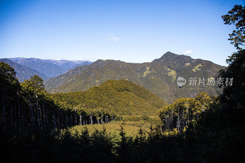 熊野古道的森林山景