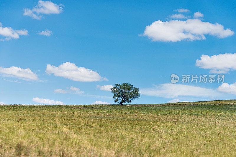 蓝天下草地上的一棵树