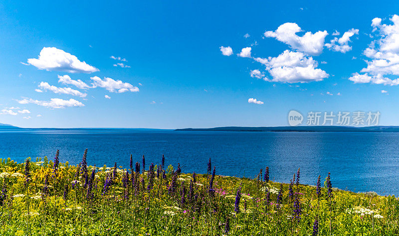 黄石湖岸边郁郁葱葱的美丽野花草地，风景秀丽