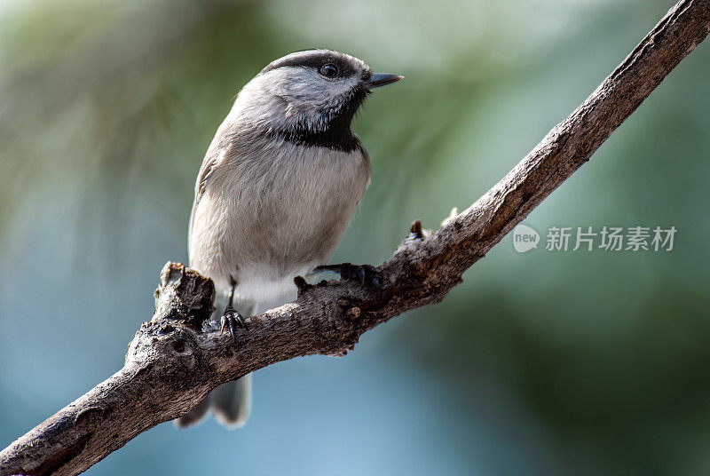 山雀栖息在树枝上