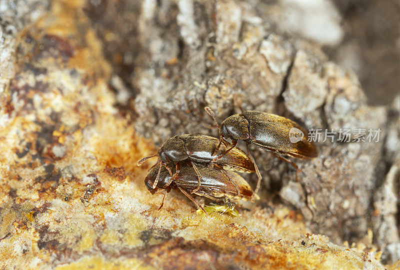 假黑甲虫，在真菌上交配的兰花云母
