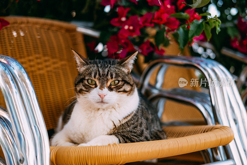 虎斑猫坐在露台上的椅子上