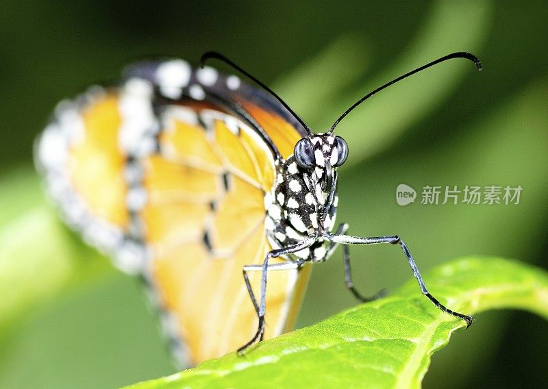 绿叶上的蝴蝶——动物行为。