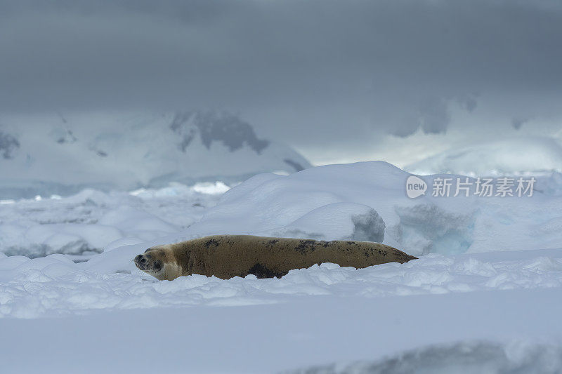 南极弗兰德湾浮冰上的食蟹海豹