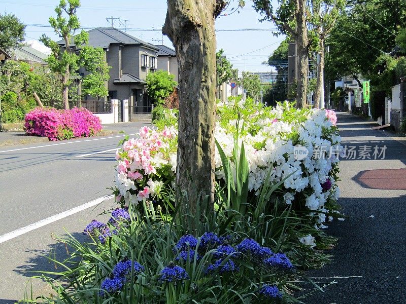 四月底。杜鹃花在日本城市的街道上盛开。