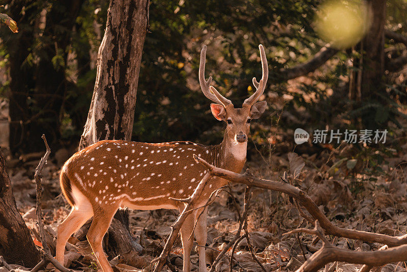 一只年轻的斑鹿或长着发光鹿角的斑鹿，正看着相机