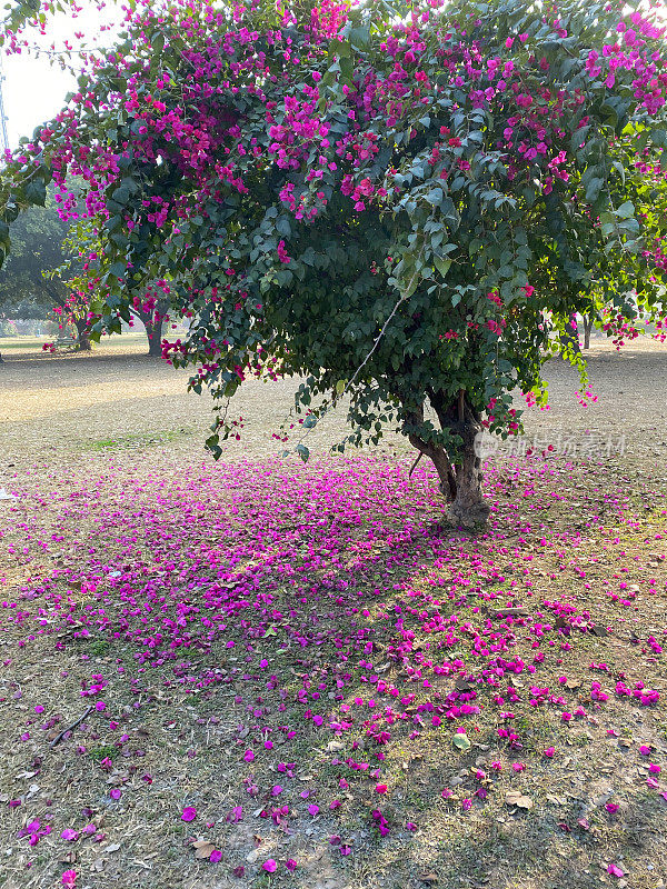 热带紫色三角梅花苞片的图像，观赏开花三角梅树与粉红色的花朵落在草坪上，阳光明媚的蓝天，重点在前景