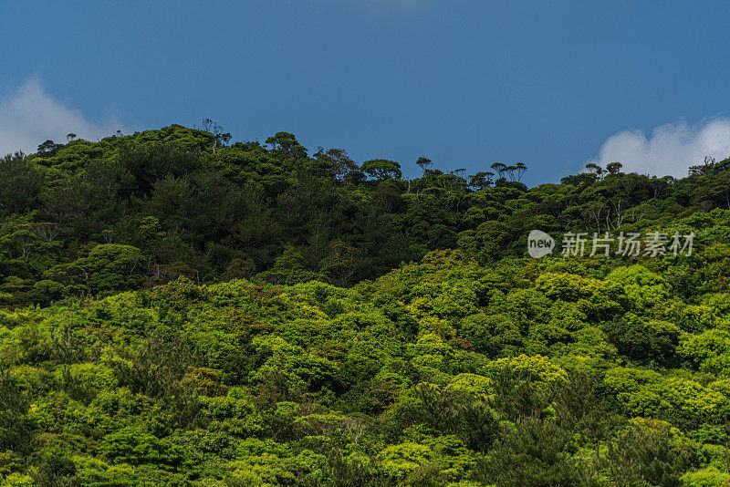 山原森林