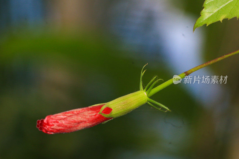 芙蓉蔷薇花