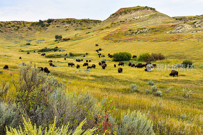 一群水牛在北达科他州的荒地上自由漫步。