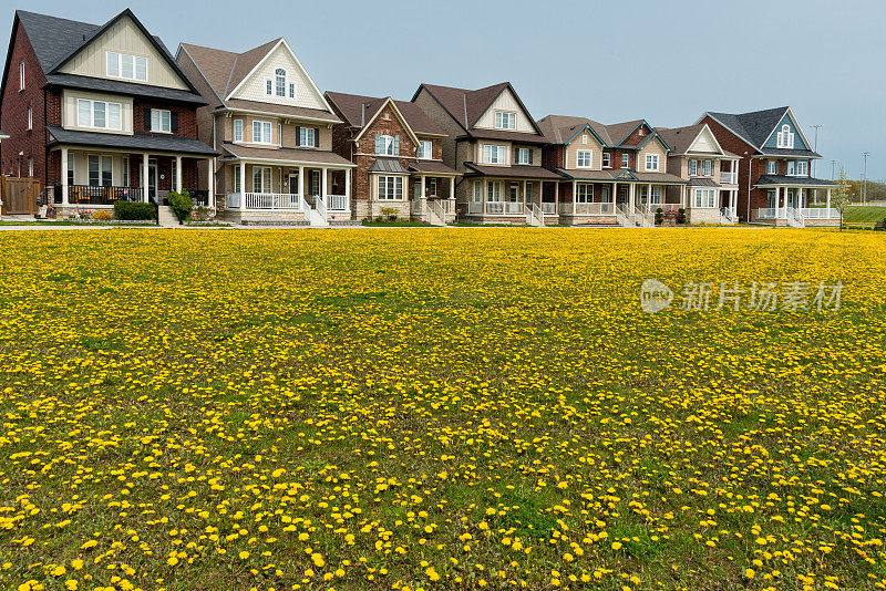 蒲公英侵扰——这种开黄色花的杂草正在占领草坪