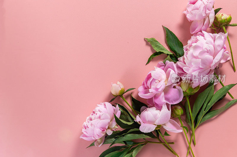 框架花环粉红色牡丹花与复制空间的文字在粉红色的背景。平躺，俯视图。
