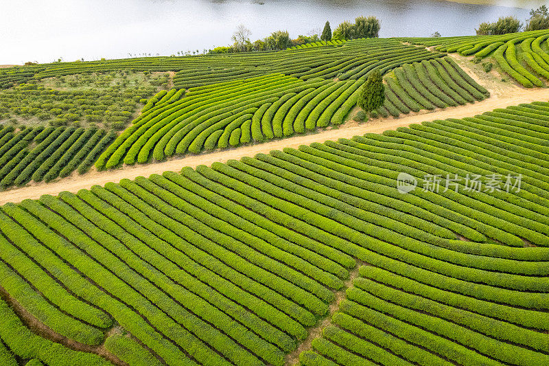 春天的茶园