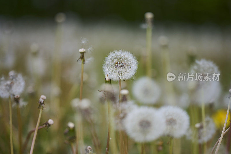 草地上的蒲公英