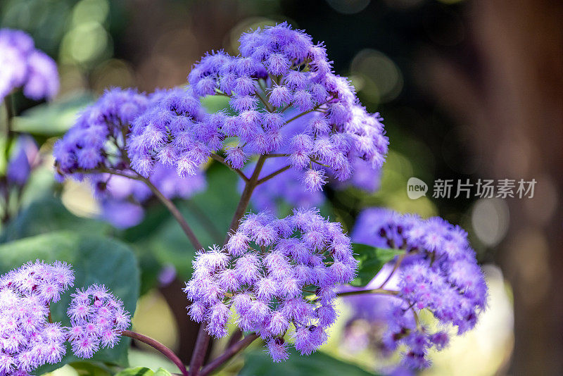 龙舌兰，美丽的紫色，蓬松的热带花，背景与拷贝空间