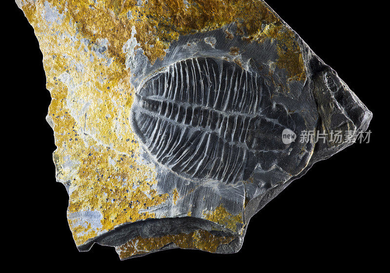 灰色页岩基质中三叶虫化石。