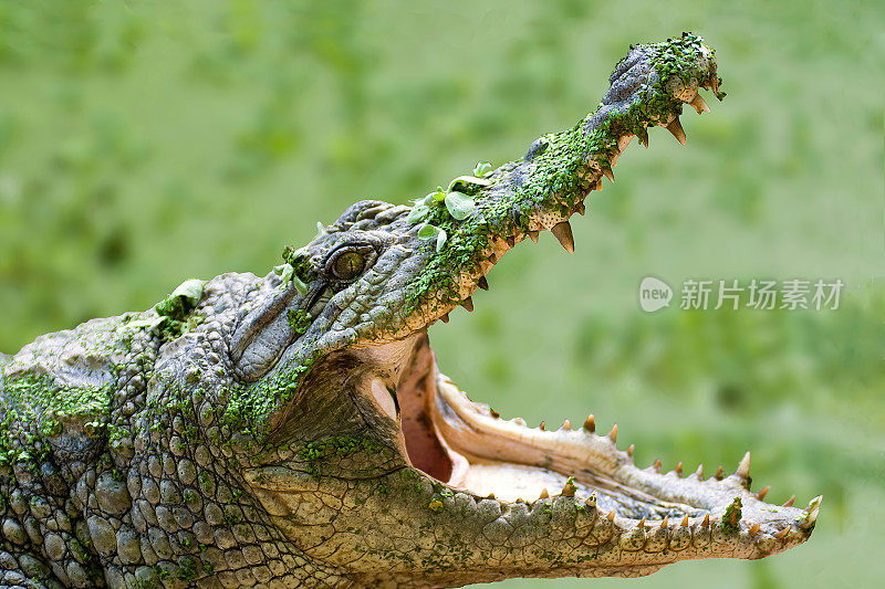 鳄鱼张大嘴巴，背景是绿色的湖泊——冈比亚