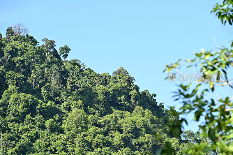 苏门答腊岛的热带雨林