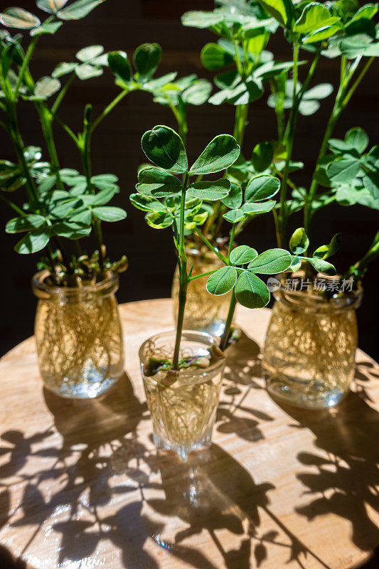 花瓶中的绿叶植物，水培植物
