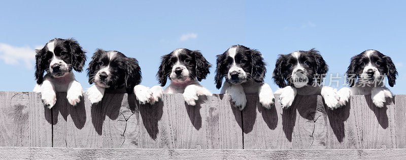 在一个阳光明媚的夏日，六只漂亮的西班牙猎犬小狗望着灰色的木栅栏，蓝天背后是一幅欢乐的画面。