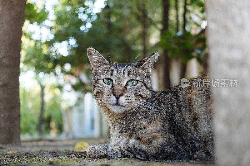 森林里可爱的虎斑猫